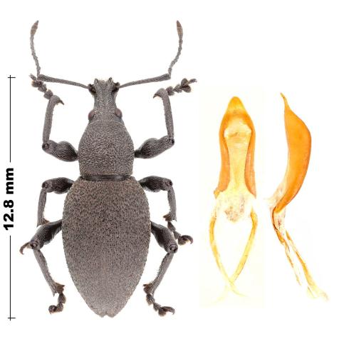 Otiorhynchus rhacusensis